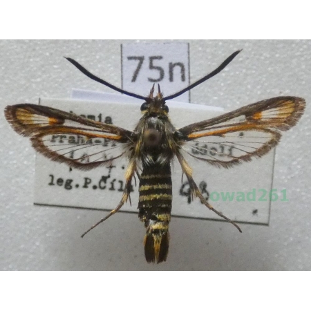 Bembecia albanensis (Rebel, 1918) Czech75n